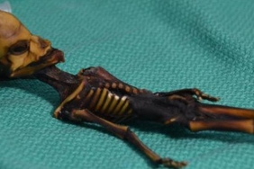 Atacama Çölünde Bulunan Garip İskelet