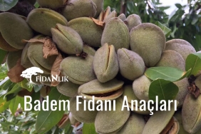Badem Fidanı Anaçları Çeşitleri 