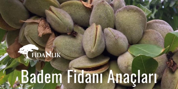 Badem Fidanı Anaçları Çeşitleri 