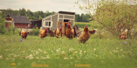 gezen tavuk