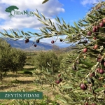 Zeytin Fidanı Anaçları