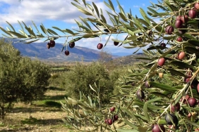 Zeytin Fidanı Anaçları