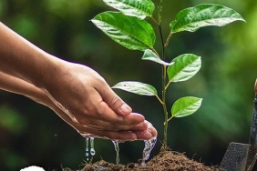 Açık Kök Meyve Fidanı